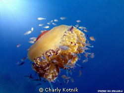 I spend half of my dive with this beauty...It's amazing, ... by Charly Kotnik 